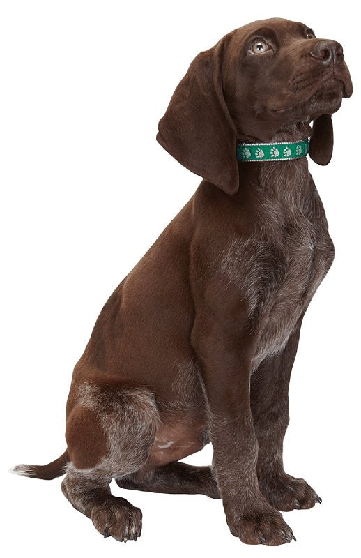 Casual Canine ZA8871 10 43 Dog Collar, 10 to 16 in L Collar, 5/8 in W Collar, Nylon, Green