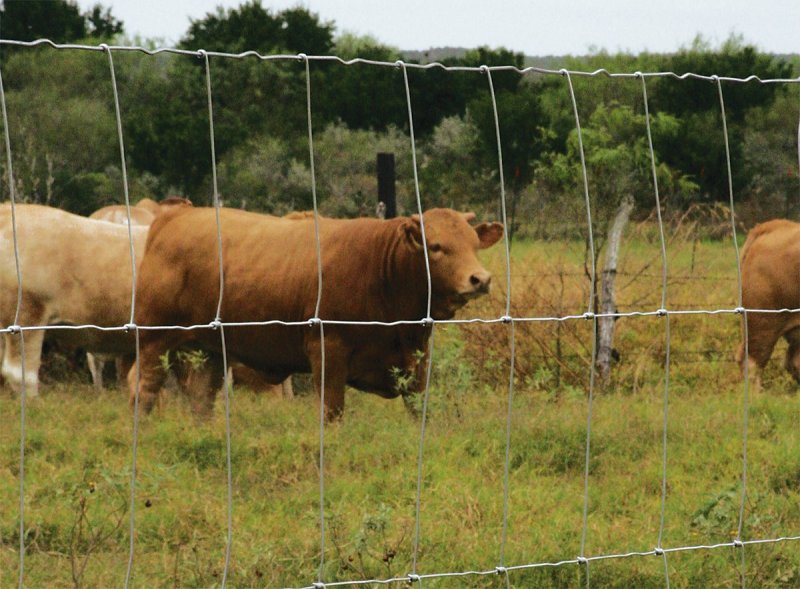 Rangemaster 6654 Series Field Fence, 6 in, 32 in H, 330 ft L, 12 ga ga, Steel, Galvanized