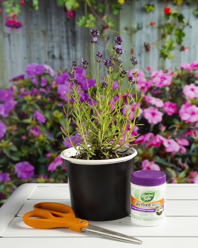 Garden Safe TakeRoot HG-93194 Rooting Hormone, 2 oz, Solid
