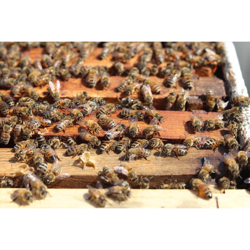 World Honey Market Orange Blossom Honey 12 oz Bottle, Pack of 12