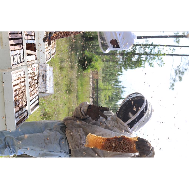 World Honey Market Orange Blossom Honey 12 oz Bottle, Pack of 12