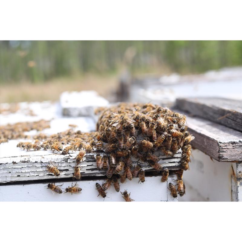 World Honey Market Gallberry Honey 12 oz Bottle, Pack of 12