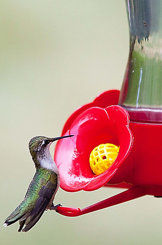 Perky-Pet 203CPBN Bird Feeder, 8 oz, 4-Port/Perch, Glass/Plastic, Bright Red, 8.38 in H