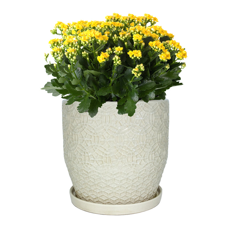 Trendspot Rivage 9.9 in. H X 9.9 in. W X 9.9 in. D X 10 in. D Ceramic Planter White, Pack of 2