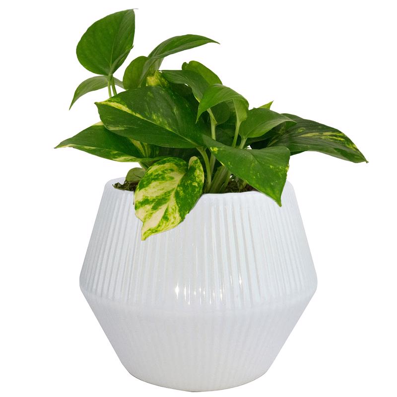 Trendspot Rena 6.5 in. H X 8 in. W X 8 in. D X 8 in. D Ceramic Planter White, Pack of 2