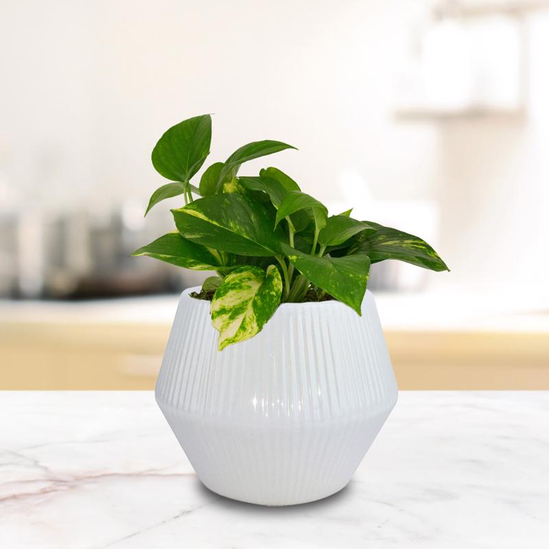 Trendspot Rena 6.5 in. H X 8 in. W X 8 in. D X 8 in. D Ceramic Planter White, Pack of 2