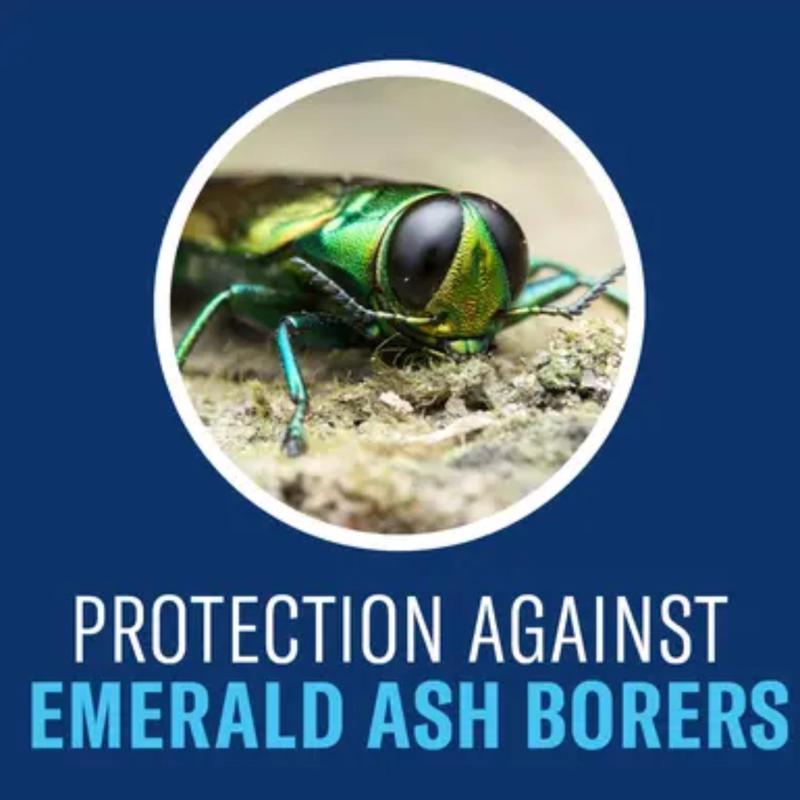 BioAdvanced 701810A Concentrated Tree and Shrub Protect and Feed II, Liquid, Green, 32 oz Bottle