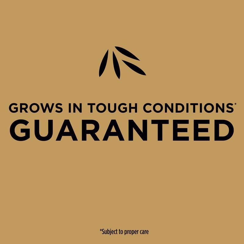 Scotts EZ Seed Centipede Grass Sun or Shade Grass Spot Repair Mix 10 lb