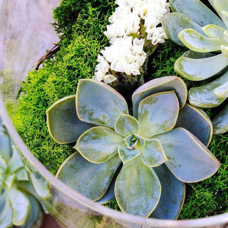 Mosser Lee Soil Cover Organic Dark Green Reindeer Moss 3 oz