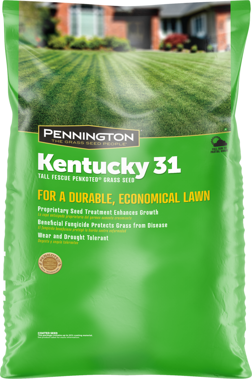 Pennington Kentucky 31 Series 100516056 Grass Seed, 50 lb Bag