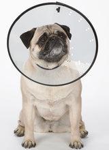 PetEdge TP7167 M CL Elizabethan Collar, Fits Neck Size: 8-1/2 to 14-1/2 in, Cat, Dog, Polypropylene Plastic, Clear