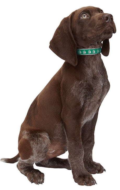 Casual Canine ZA8871 18 43 Dog Collar, 18 to 26 in L Collar, 1 in W Collar, Nylon, Green