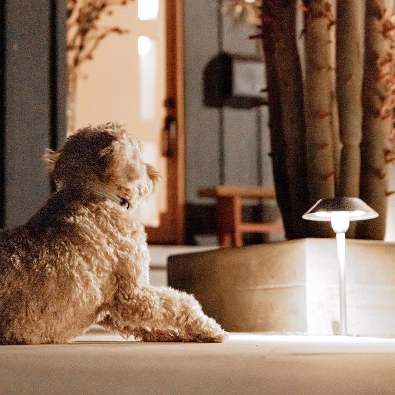 Feit OneSync Brushed Nickel Solar Powered 40 W LED Pathway Light 1 pk