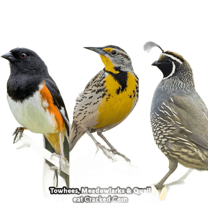 Feathered Friend 14366 Cracked Corn Wild Bird Food, 5 lb Bag, Attracts: Birds, Jay, Quail, Sparrow