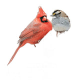 Feathered Friend 14366 Cracked Corn Wild Bird Food, 5 lb Bag, Attracts: Birds, Jay, Quail, Sparrow
