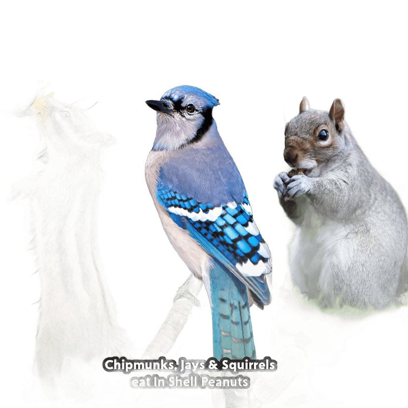 Feathered Friend 14369 Shelled Peanuts Wild Bird Food, 3 lb, Bag