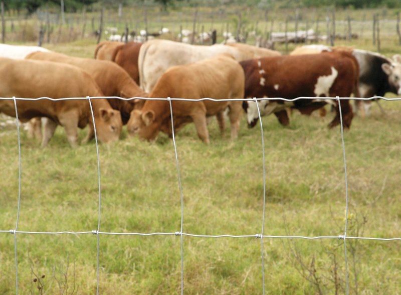 Rangemaster 6654 Series Field Fence, 6 in, 32 in H, 330 ft L, 12 ga ga, Steel, Galvanized