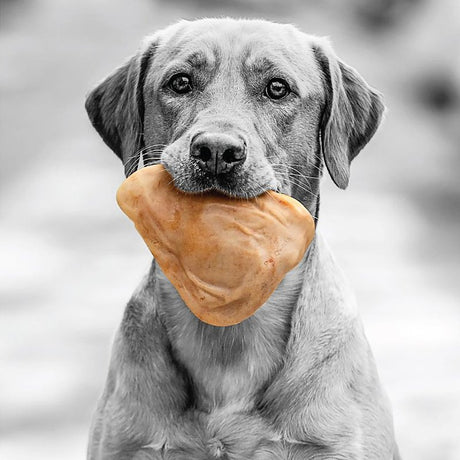 Petmate BarkBone 36069 Dog Toy, M, Bacon, Chew, Natural Instincts Pig Ear, Nylon