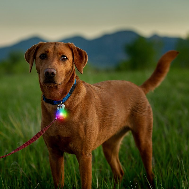 DOG COLLAR LIGHT RECHRG DISC-O