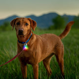 DOG COLLAR LIGHT RECHRG DISC-O