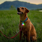 DOG COLLAR LIGHT RECHRG DISC-O