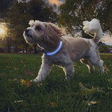 LED SAFETY NECKLACE RECHRG BLU