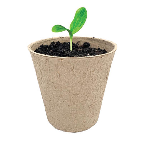 Ferry-Morse 15 Cells 3 in. H X 3 in. W X 3 in. L Seed Starting Peat Pot 15 pk