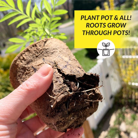 Ferry-Morse 15 Cells 3 in. H X 3 in. W X 3 in. L Seed Starting Peat Pot 15 pk