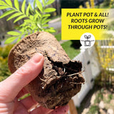 Ferry-Morse 15 Cells 3 in. H X 3 in. W X 3 in. L Seed Starting Peat Pot 15 pk