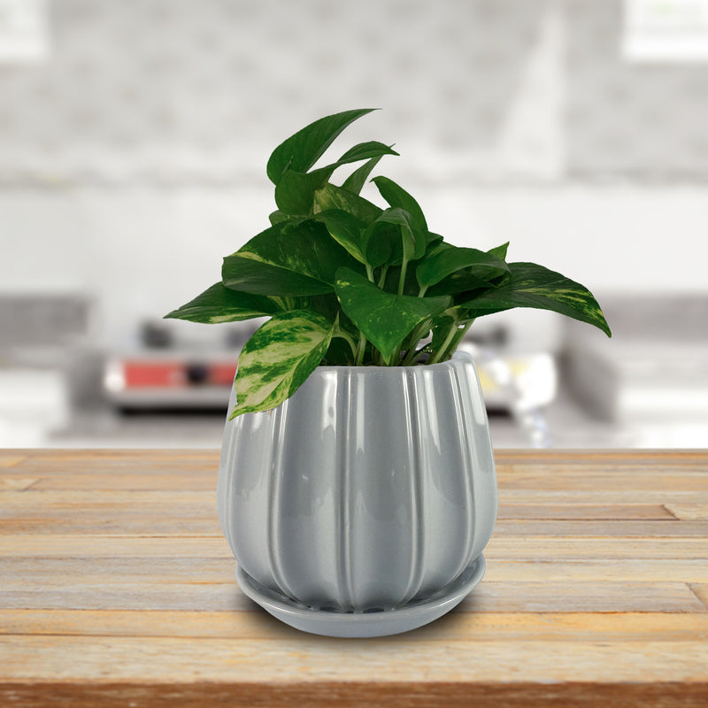 Trendspot Contour 7.28 in. H X 8 in. W X 8 in. D X 8 in. D Ceramic Planter Gray, Pack of 2