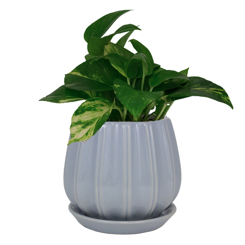 Trendspot Contour 7.28 in. H X 8 in. W X 8 in. D X 8 in. D Ceramic Planter Light Blue, Pack of 2