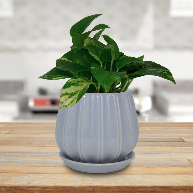 Trendspot Contour 7.28 in. H X 8 in. W X 8 in. D X 8 in. D Ceramic Planter Light Blue, Pack of 2