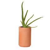 Modern Sprout Healing Aloe Succulent Seed Starter Kit, Pack of 6