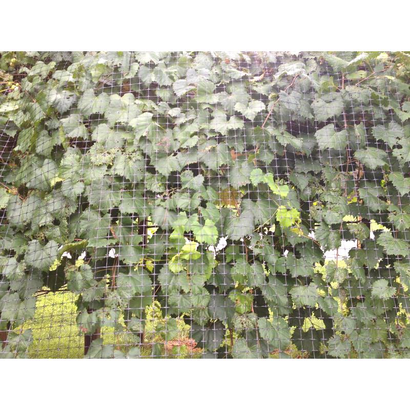 Greenscapes 12 ft. L X 6 ft. W 1 pk Trellis Netting