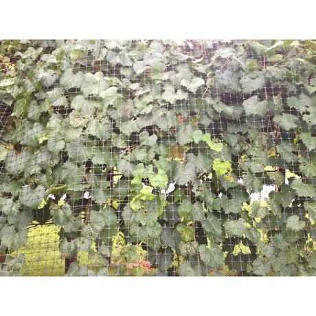 Greenscapes 12 ft. L X 6 ft. W 1 pk Trellis Netting