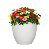 L&G 13 in. H X 16 in. D Polyresin Shea Planter White