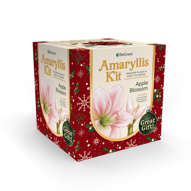DeGroot Amaryllis Gift Box Bulb Kit 1 pk, Pack of 12