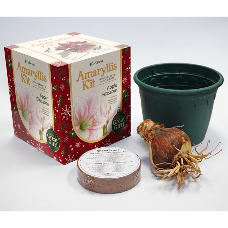 DeGroot Amaryllis Gift Box Bulb Kit 1 pk, Pack of 12