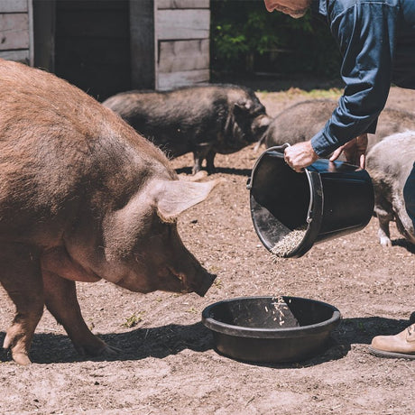 Red Barn 5600103 Feed Pan, 3 gal, Rubber, Black