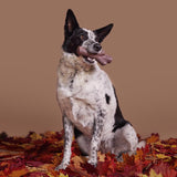 Bark Brown Nylon Fall Fetch Stick Dog Toy 1 pk, Pack of 3