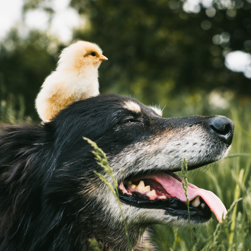 SupremeDIY Pet & Wild Bird