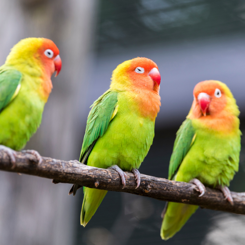 SupremeDIY Wild Bird Supplies