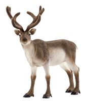 Schleich-S Wild Life Series 14837 Animal Toy, 3 to 8 years, Reindeer, Plastic