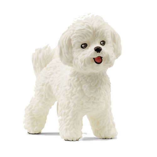 TOY BICHON FRISE