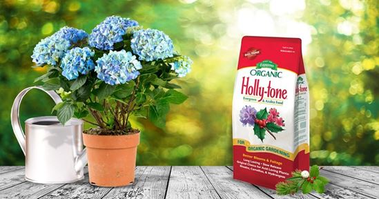 Espoma Holly-tone HT8 Organic Plant Food, 8 lb, Bag, Granular, 4-3-4 N-P-K Ratio - VORG6775845